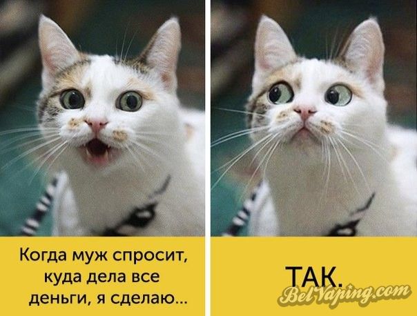 smeshnye-kartinki-s-nadpisjami-41.jpg
