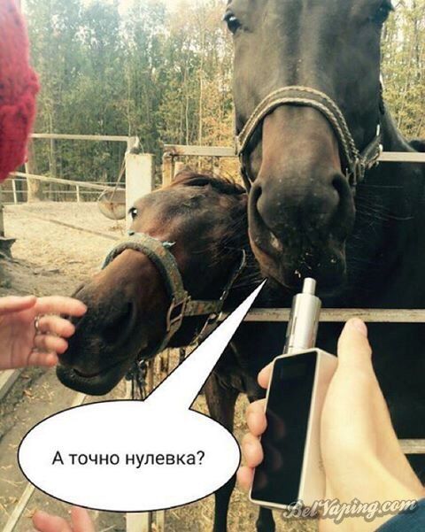лошадь.jpg