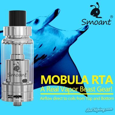 mobula_01.jpg