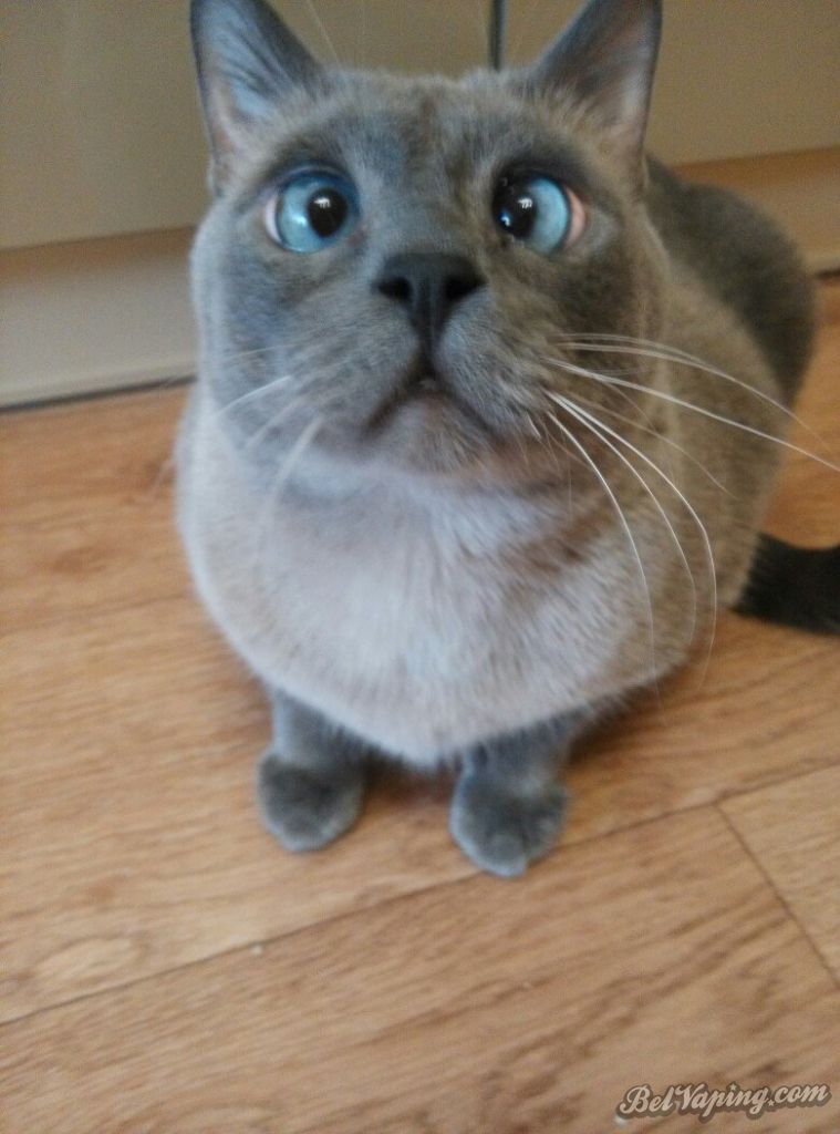 Cat.jpg