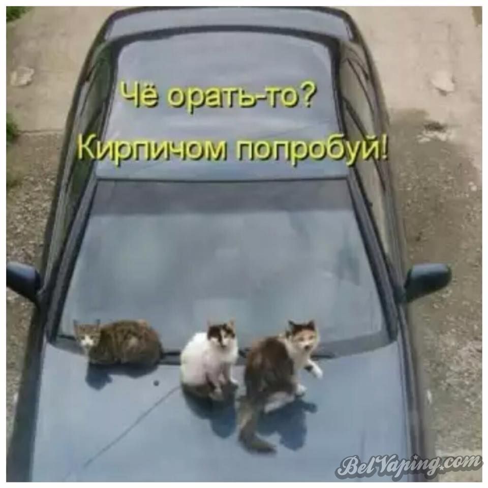 15095476_1159536314122024_5437879707053432504_n.jpg