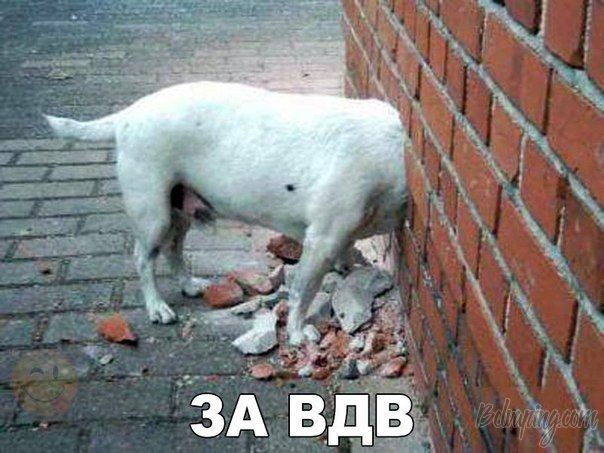 za-vdv-open.jpg