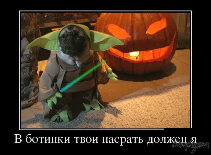 1510043339-020883d0907de5cd86db2440615a8811.jpg
