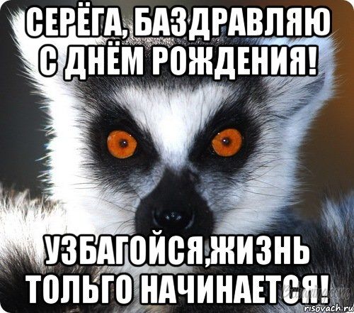 lemur_43677029_orig_.jpeg