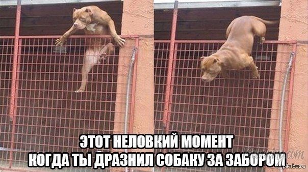 dog1.jpg