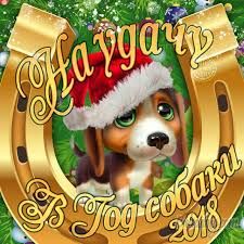 dog3.jpg