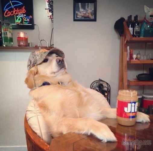 bailey-peanut-butter1-507x500.jpg