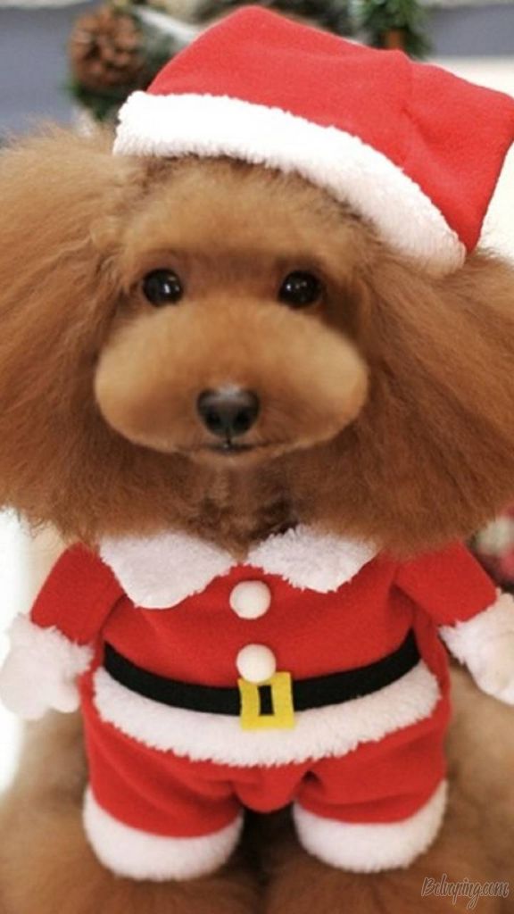 Christmas_Dog-e136aa08-83fd-4eb9-b6eb-bf78f8b89d04.jpg