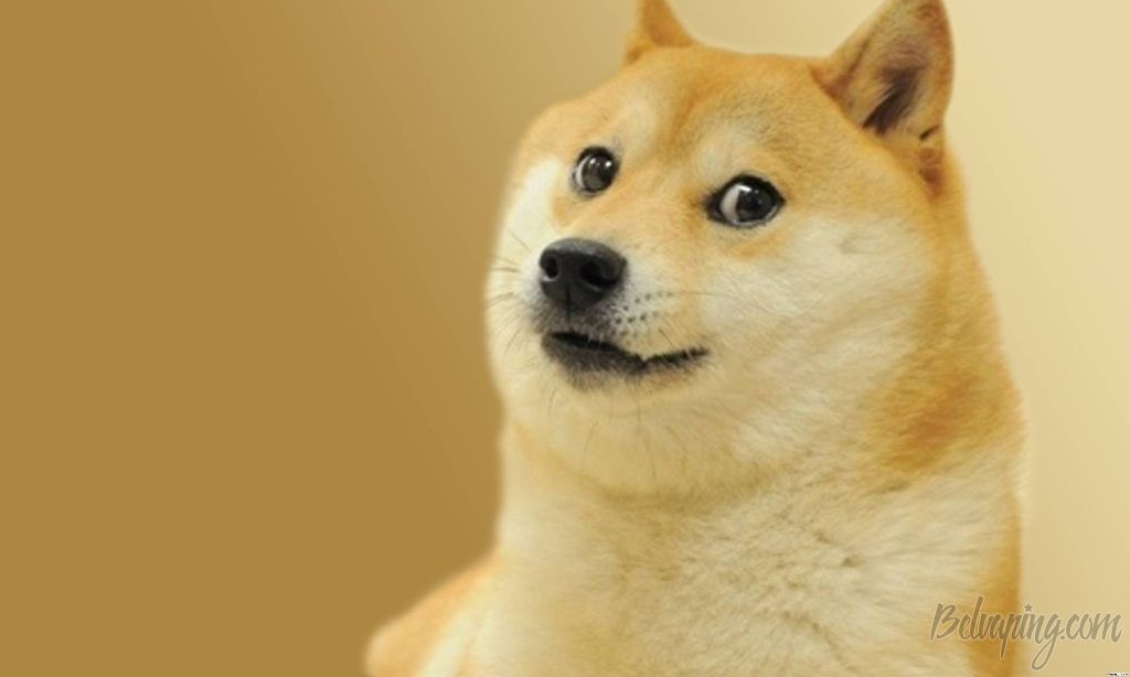 doge_zhiv_2.jpg
