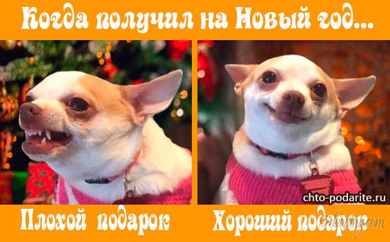 chto-mozhno-darit-na-god-sobaki.jpg