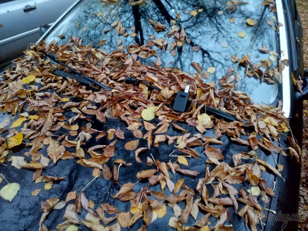 IMG_20181024_074238.jpg