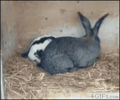 kroleg.gif