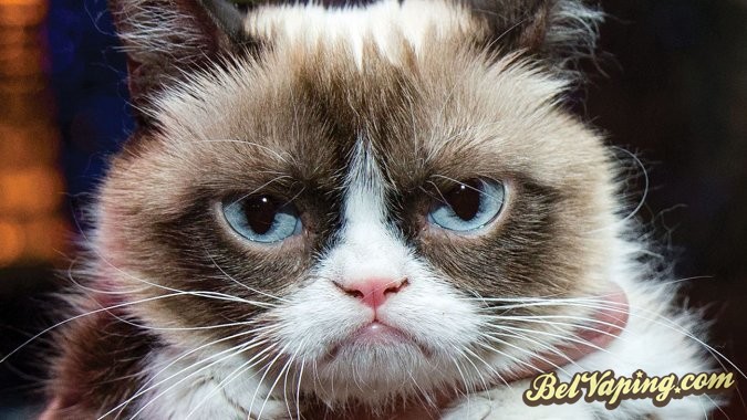 too_good_for_grumpy_cat.jpg